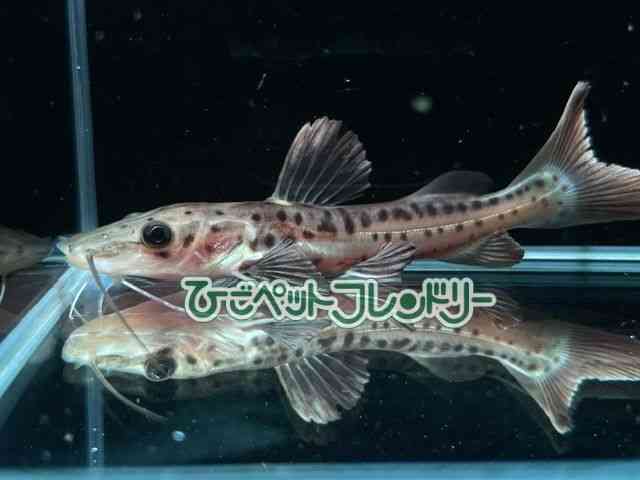 その他[レッドテールタイガーシャベルノーズキャット] | ひごペット 