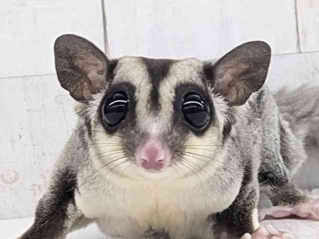 フクロモモンガ[【ノーマル】フェスタ開催中！2026年2月23日まで特別