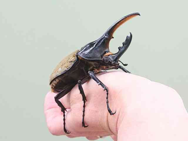 外国産[ヘラクレス・エクアトリアヌス 3齢幼虫 F2ペア] | ひごペット