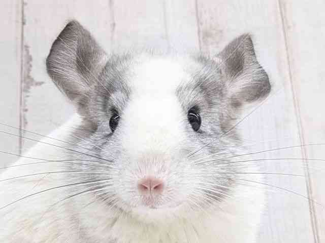 チンチラ[【パールパイド】フェスタ開催中！2026年2月23日まで特別価格