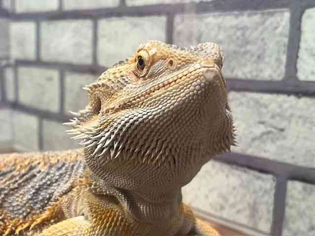 フトアゴヒゲトカゲ[ファンシー] | ひごペットフレンドリー 【 公式