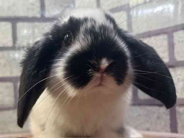 ロップイヤー[【ドワーフロップイヤー】] | ひごペットフレンドリー