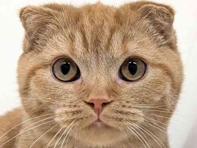 福岡県のスコティッシュフォールド (ひごペットフレンドリーリバーウォーク北九州店/2025年11月5日生まれ/女の子/レッドタビー)の子猫の1枚目の画像