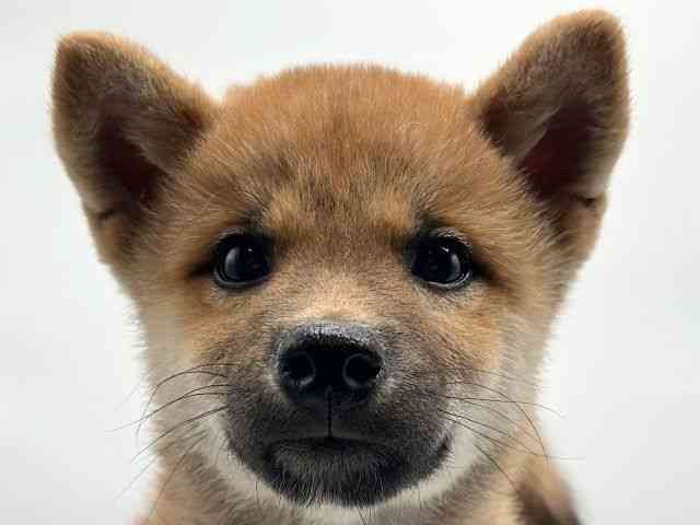 徳島県の柴犬(標準サイズ) (ひごペットフレンドリーゆめタウン徳島店/2025年11月8日生まれ/男の子/赤)の子犬の1枚目の画像