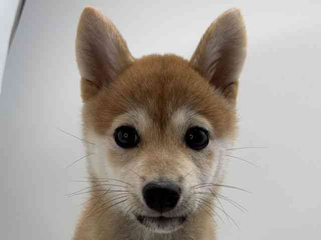 島根県の柴犬(標準サイズ) (ひごペットフレンドリーイオンモール出雲店/2026年1月3日生まれ/女の子/赤)の子犬の1枚目の画像