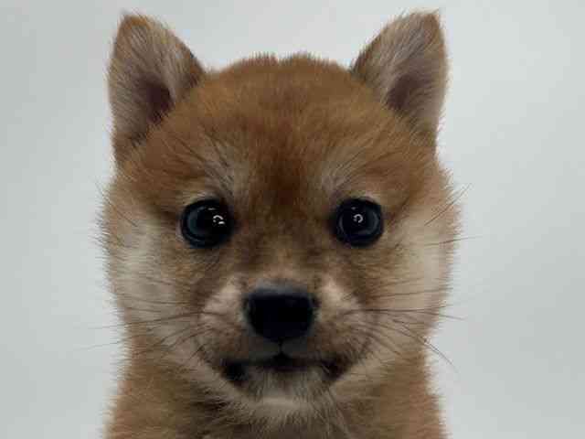 島根県の柴犬(標準サイズ) (ひごペットフレンドリーイオンモール出雲店/2026年1月3日生まれ/女の子/赤)の子犬の1枚目の画像