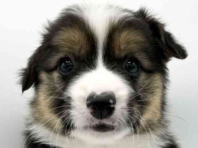 大阪府のウェルシュコーギーペンブローク (ひごペットフレンドリーららぽーとEXPOCITY店/2026年1月4日生まれ/男の子/ブラックタンホワイト)の子犬の1枚目の画像