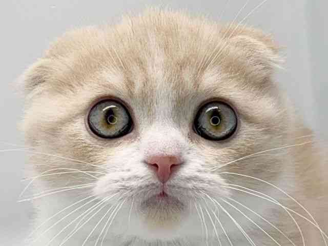 京都府のスコティッシュフォールド (ひごペットフレンドリー洛北阪急スクエア店/2026年1月2日生まれ/男の子/クリームタビーホワイト)の子猫の1枚目の画像