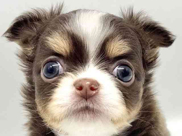 大阪府のチワワ(ロング) (ひごペットフレンドリーイオンタウン豊中庄内店/2026年1月3日生まれ/女の子/チョコレートタンホワイト)の子犬の1枚目の画像