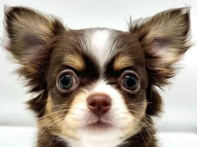 大阪府のチワワ(ロング) (ひごペットフレンドリーイオンタウン豊中庄内店/2026年1月3日生まれ/女の子/チョコレートタンホワイト)の子犬の1枚目の画像