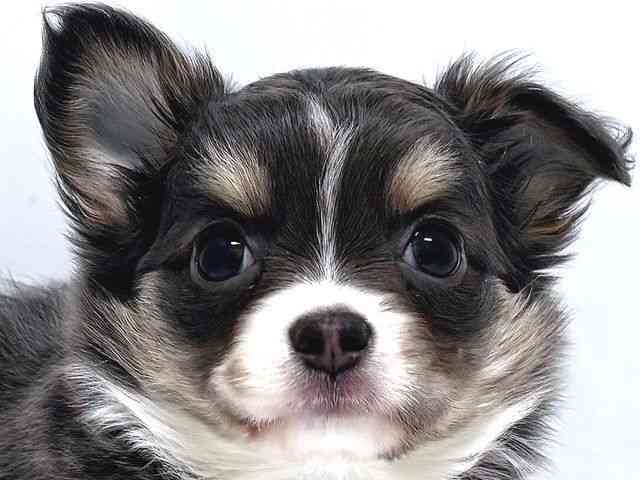 奈良県のチワワ(ロング) (ひごペットフレンドリー奈良パワーシティ店/2026年1月2日生まれ/女の子/ブルータンホワイト)の子犬の1枚目の画像