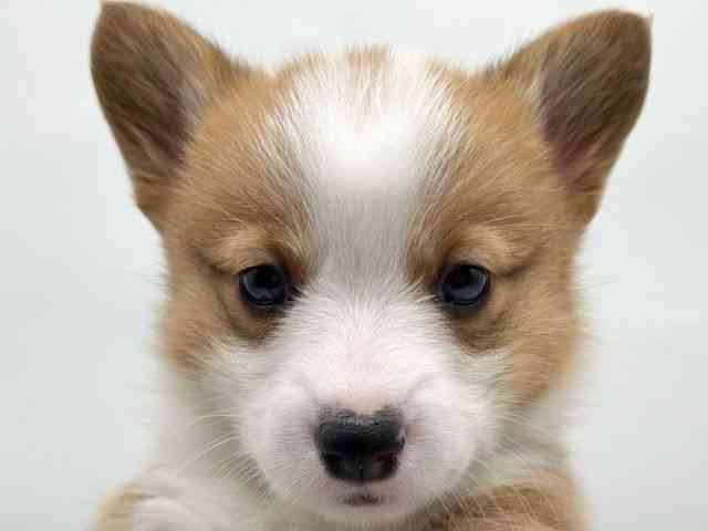 香川県のウェルシュコーギーペンブローク (ひごペットフレンドリーゆめタウン高松店/2026年1月3日生まれ/男の子/セーブルホワイト)の子犬