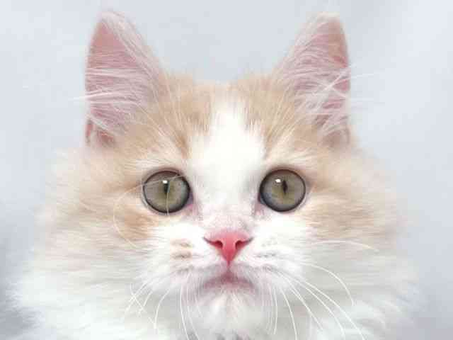 大阪府のサイベリアン (ひごペットフレンドリー堺プラットプラット店/2026年1月3日生まれ/男の子/クリームホワイト)の子猫の1枚目の画像