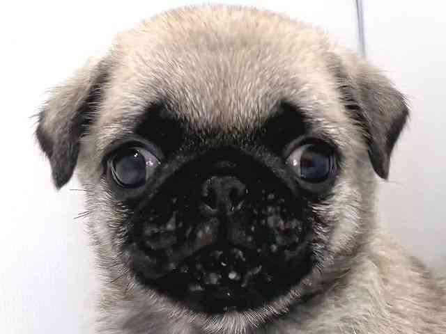 奈良県のパグ (ひごペットフレンドリー奈良パワーシティ店/2026年1月2日生まれ/男の子/フォーン)の子犬の1枚目の画像