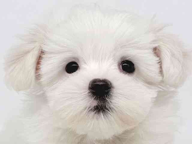 大阪府のマルチーズ (ひごペットフレンドリー瓜破店/2026年1月2日生まれ/女の子/ホワイト)の子犬