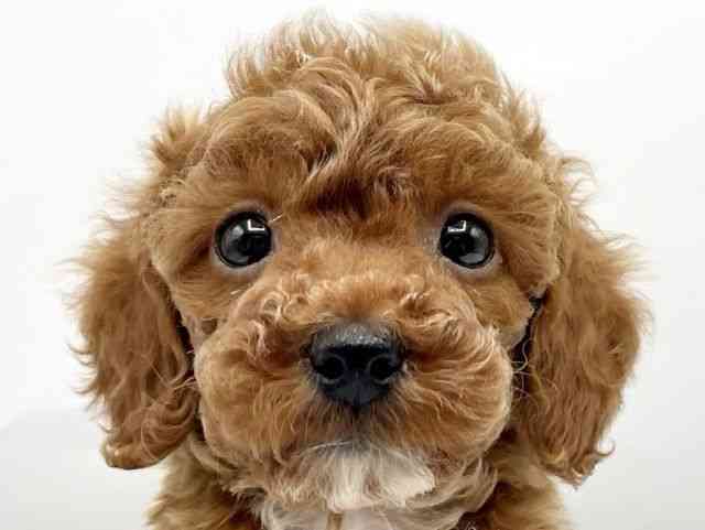 奈良県のトイプードル(トイ) (ひごペットフレンドリートナリエ大和高田店/2026年1月1日生まれ/女の子/レッド)の子犬の1枚目の画像