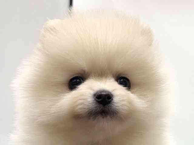 愛知県のポメラニアン (ひごペットフレンドリーヴィアモール アピタ江南西店/2026年1月1日生まれ/男の子/ホワイトクリーム)の子犬の1枚目の画像