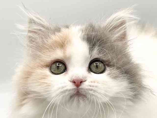 京都府のサイベリアン (ひごペットフレンドリーイオンモール高の原店/2026年1月4日生まれ/女の子/ダイリュートキャリコ)の子猫の1枚目の画像