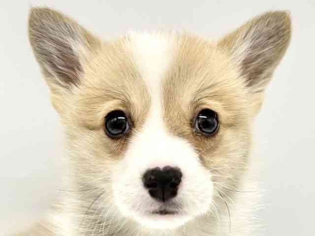 大阪府のウェルシュコーギーペンブローク (ひごペットフレンドリーイオンタウン豊中庄内店/2026年1月3日生まれ/女の子/レッドホワイト)の子犬の1枚目の画像