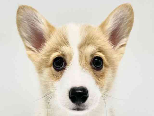 大阪府のウェルシュコーギーペンブローク (ひごペットフレンドリーイオンタウン豊中庄内店/2026年1月3日生まれ/女の子/レッドホワイト)の子犬の1枚目の画像