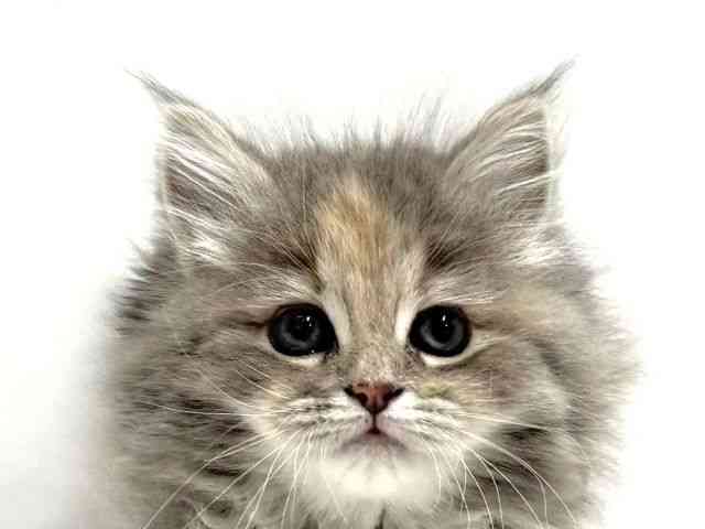 愛知県のラガマフィン (ひごペットフレンドリーららぽーと名古屋みなとアクルス店/2026年1月4日生まれ/女の子/ブルーパッチドタビー)の子猫の1枚目の画像