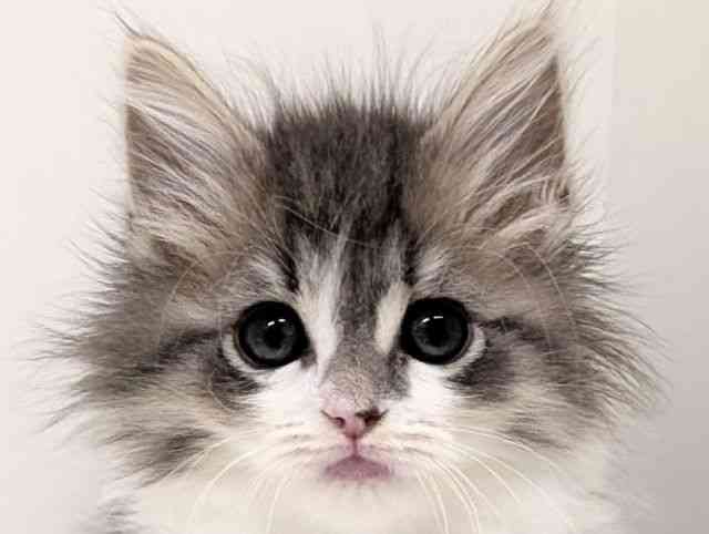 福岡県のサイベリアン (ひごペットフレンドリーリバーウォーク北九州店/2026年1月4日生まれ/女の子/ブルータビーホワイト)の子猫の1枚目の画像