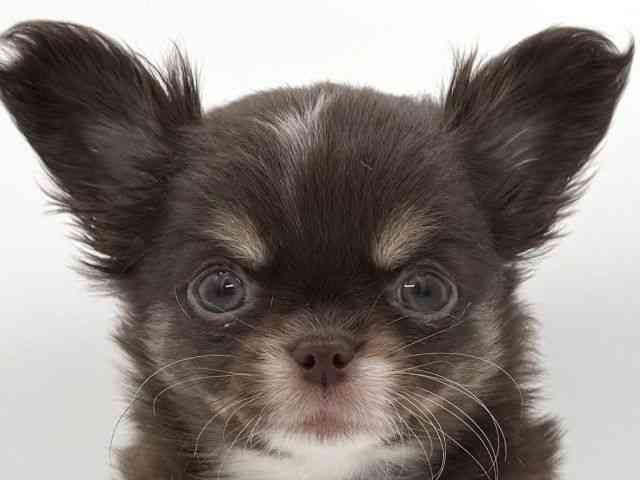 大阪府のチワワ(ロング) (ひごペットフレンドリーイオンそよら海老江店/2026年1月3日生まれ/男の子/チョコレートタンホワイト)の子犬の1枚目の画像