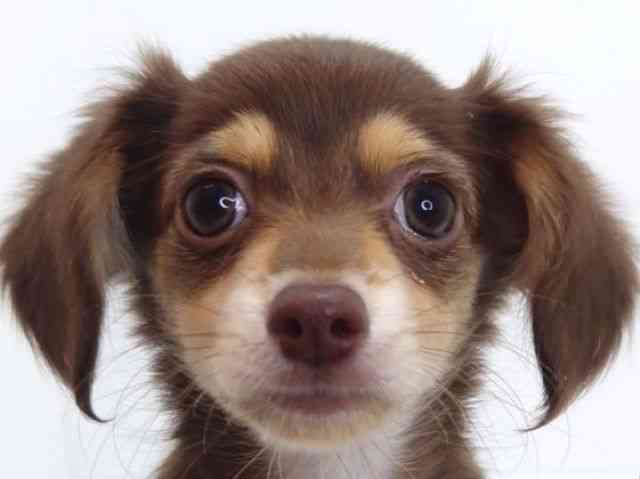 大阪府のチワックス(チワワ×ダックス) (ひごペットフレンドリーいこらもーる泉佐野店/2026年1月3日生まれ/女の子/チョコレートタン)の子犬の1枚目の画像