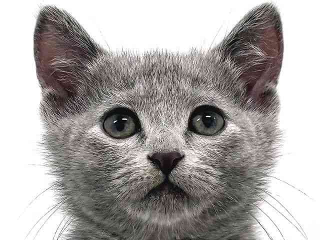 奈良県のロシアンブルー (ひごペットフレンドリー奈良パワーシティ店/2026年1月3日生まれ/女の子/ブルー)の子猫の1枚目の画像