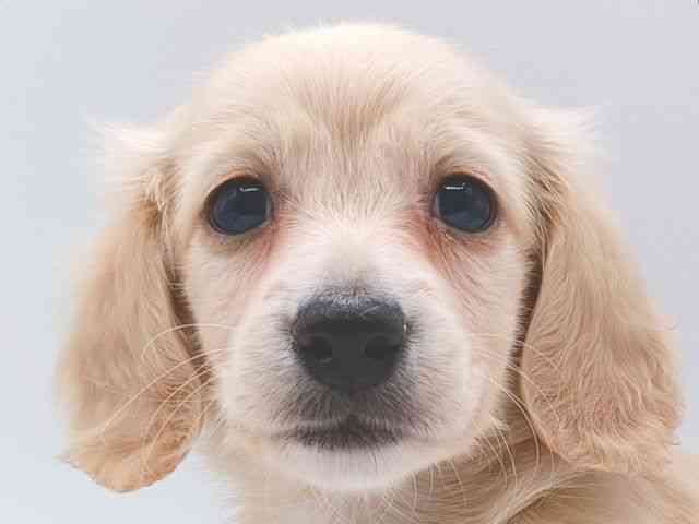 大阪府のカニンヘンダックスフンド(ロング) (ひごペットフレンドリー泉ヶ丘店/2026年1月4日生まれ/女の子/イエロー)の子犬の1枚目の画像