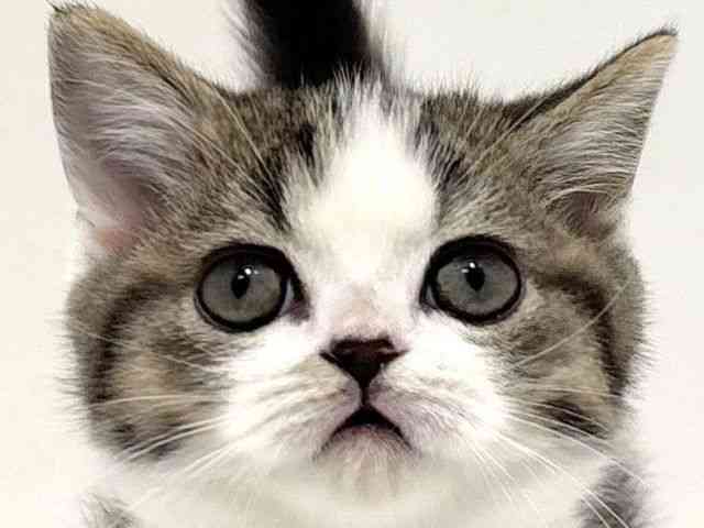 大阪府のミヌエット (ひごペットフレンドリーイオン高槻店/2025年12月31日生まれ/男の子/ブラウンタビーホワイト)の子猫の1枚目の画像