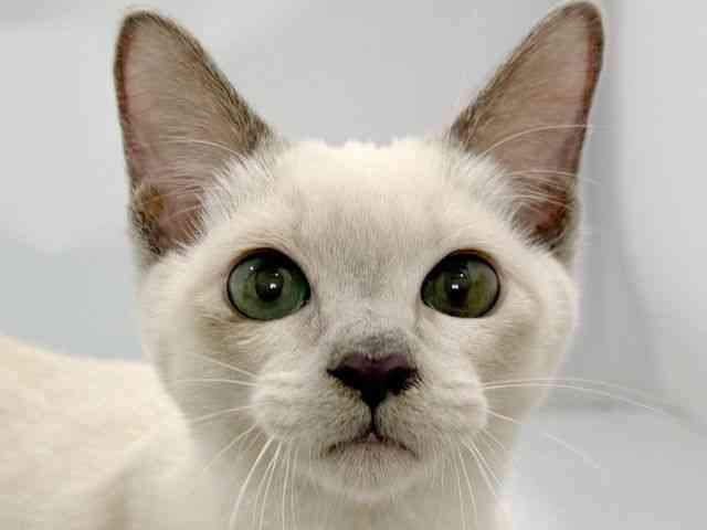 大阪府のトンキニーズ (ひごペットフレンドリーイズミヤショッピングセンター千里丘店/2026年1月1日生まれ/女の子/プラチナポイント)の子猫の1枚目の画像