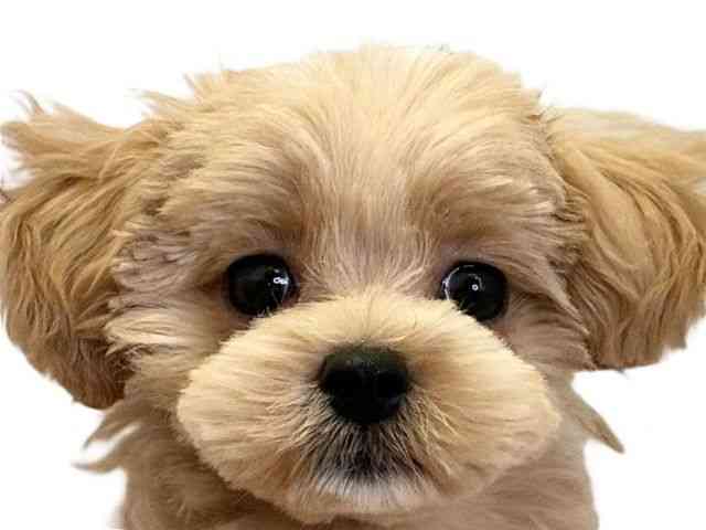 愛媛県のマルプー(マルチーズ×プードル) (ひごペットフレンドリーエミフルMASAKI店/2026年1月3日生まれ/男の子/アプリコット)の子犬の1枚目の画像