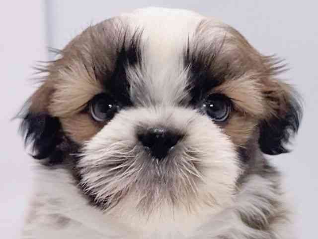 大阪府のシーズー (ひごペットフレンドリーイズミヤショッピングセンター千里丘店/2026年1月2日生まれ/男の子/ホワイトゴールド)の子犬の1枚目の画像