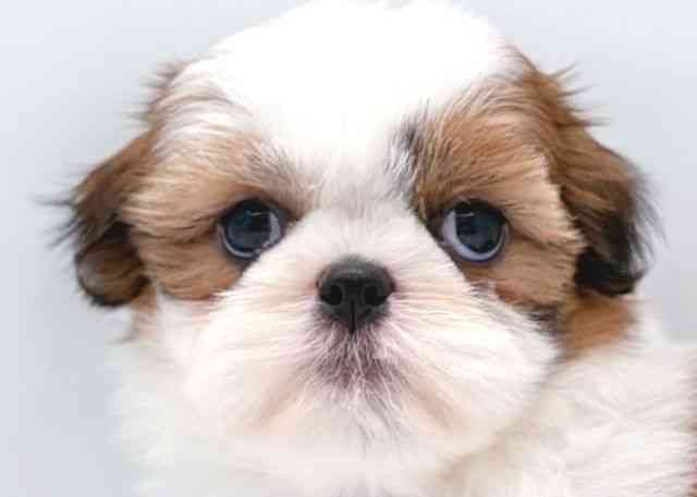 島根県のシーズー (ひごペットフレンドリーイオン松江ショッピングセンター店/2026年1月2日生まれ/女の子/ホワイトゴールド)の子犬の1枚目の画像