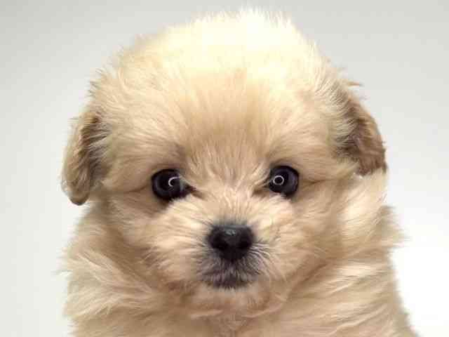 兵庫県のポメプー(ポメラニアン×プードル) (ひごペットフレンドリーイトーヨーカドー明石店/2026年1月3日生まれ/男の子/クリーム)の子犬の1枚目の画像