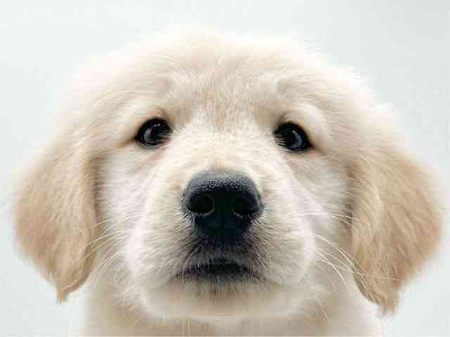 京都府のゴールデンレトリバー (ひごペットフレンドリーイオンモール高の原店/2026年1月3日生まれ/男の子/ゴールデン)の子犬の1枚目の画像