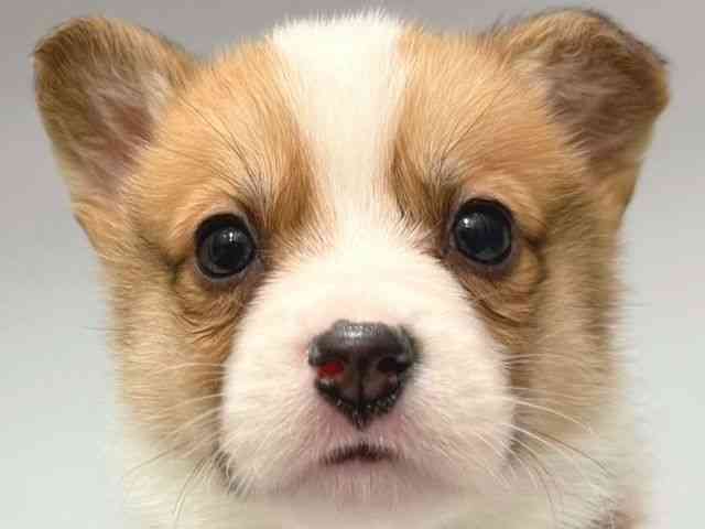 大阪府のウェルシュコーギーペンブローク (ひごペットフレンドリー岸和田店/2026年1月2日生まれ/男の子/レッドホワイト)の子犬の1枚目の画像