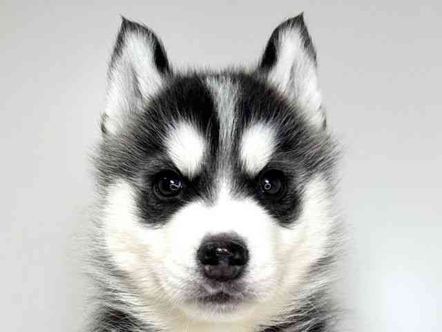 兵庫県のシベリアンハスキー (ひごペットフレンドリーイトーヨーカドー明石店/2026年1月3日生まれ/男の子/ブラックホワイト)の子犬の1枚目の画像