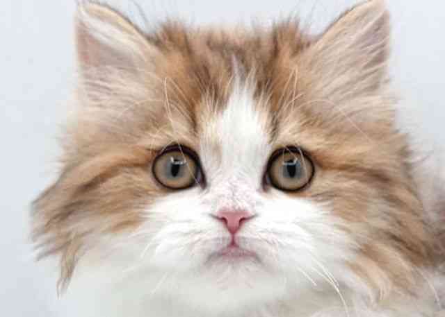 島根県のマンチカン (ひごペットフレンドリーイオン松江ショッピングセンター店/2025年12月24日生まれ/女の子/ブラウンタビーホワイト)の子猫の1枚目の画像