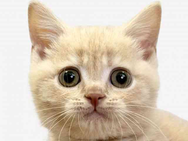 愛媛県のマンチカン (ひごペットフレンドリーエミフルMASAKI店/2025年12月30日生まれ/男の子/クリームタビー)の子猫の1枚目の画像