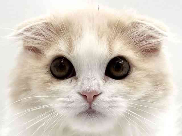 兵庫県のスコティッシュフォールド (ひごペットフレンドリークラウンパーク伊丹店/2026年1月2日生まれ/女の子/クリームホワイト)の子猫の1枚目の画像