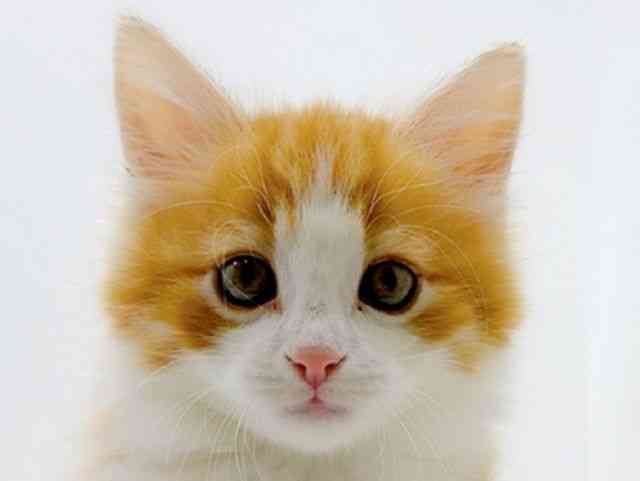 広島県のノルウェージャンフォレストキャット (ひごペットフレンドリーフジグラン神辺店/2026年1月3日生まれ/男の子/レッドタビーホワイト)の子猫の1枚目の画像