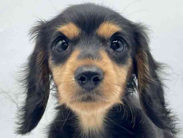 奈良県のミニチュアダックスフンド(ロング) (ひごペットフレンドリートナリエ大和高田店/2026年1月4日生まれ/女の子/ブラックタン)の子犬の1枚目の画像