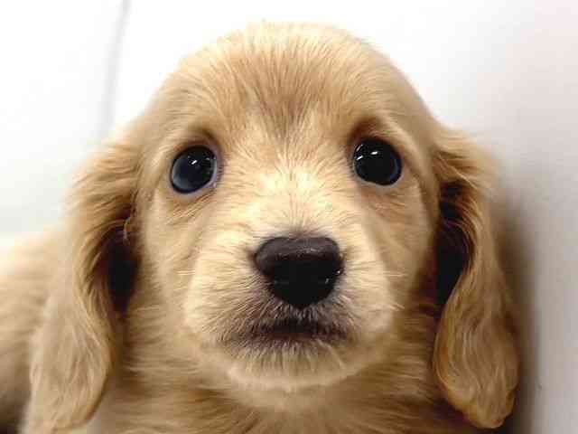 奈良県のカニンヘンダックスフンド(ロング) (ひごペットフレンドリー奈良パワーシティ店/2026年1月3日生まれ/男の子/イエロー)の子犬の1枚目の画像