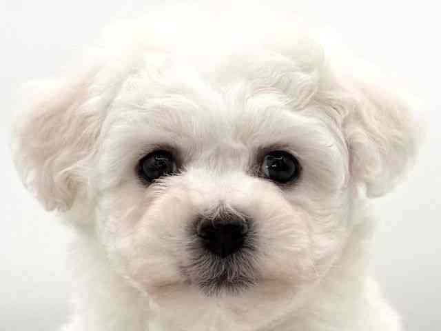 大阪府のビションフリーゼ (ひごペットフレンドリーイオンそよら海老江店/2026年1月2日生まれ/男の子/ホワイト)の子犬の1枚目の画像