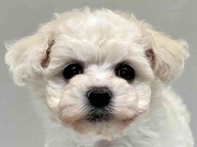 大阪府のビションフリーゼ (ひごペットフレンドリーセブンパーク天美店/2026年1月2日生まれ/女の子/ホワイト)の子犬の1枚目の画像