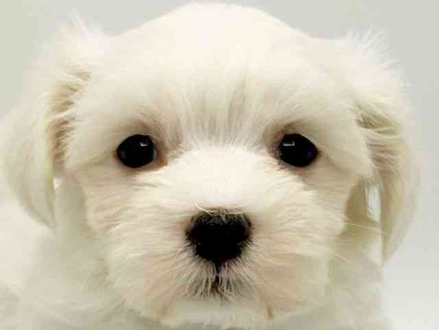 大阪府のマルチーズ (ひごペットフレンドリーみのおキューズモール店/2026年1月3日生まれ/女の子/ホワイト)の子犬の1枚目の画像