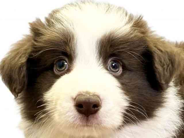 愛媛県のボーダーコリー (ひごペットフレンドリーエミフルMASAKI店/2026年1月3日生まれ/男の子/チョコレートホワイト)の子犬の1枚目の画像