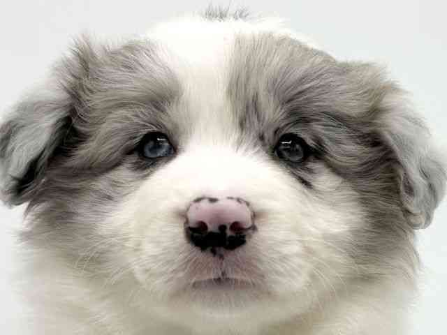 大阪府のボーダーコリー (ひごペットフレンドリーららぽーとEXPOCITY店/2026年1月3日生まれ/男の子/ブルーマール)の子犬の1枚目の画像